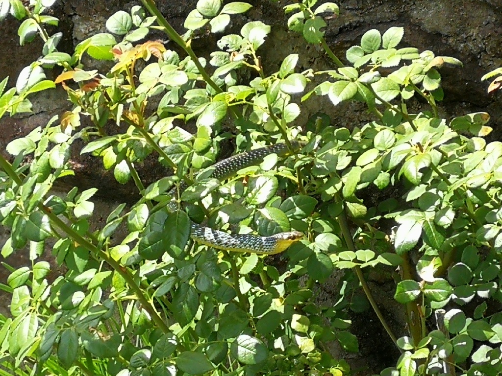 Tree snake in the rose
