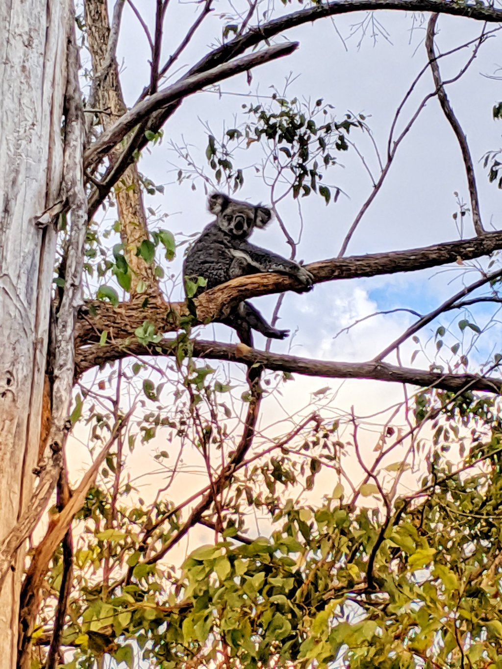 First koala sighting